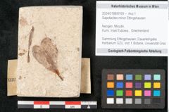 Foto (Objekt + Etikett) von Sapotacites minor Ettingshausen (NHMW-GEO-2024-0188-8169)